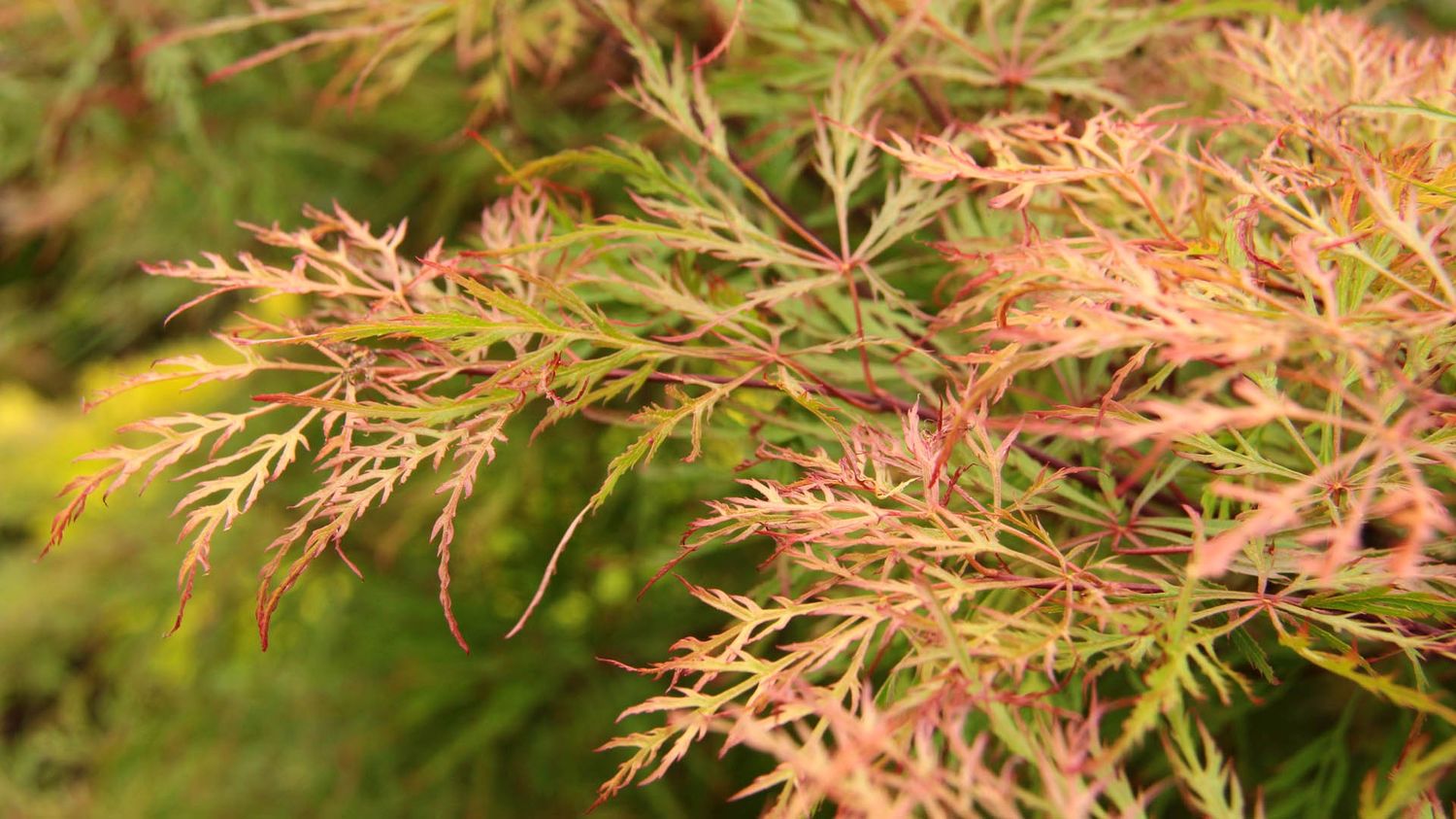 Japanes Maple "Baldsmith", Size: 10g