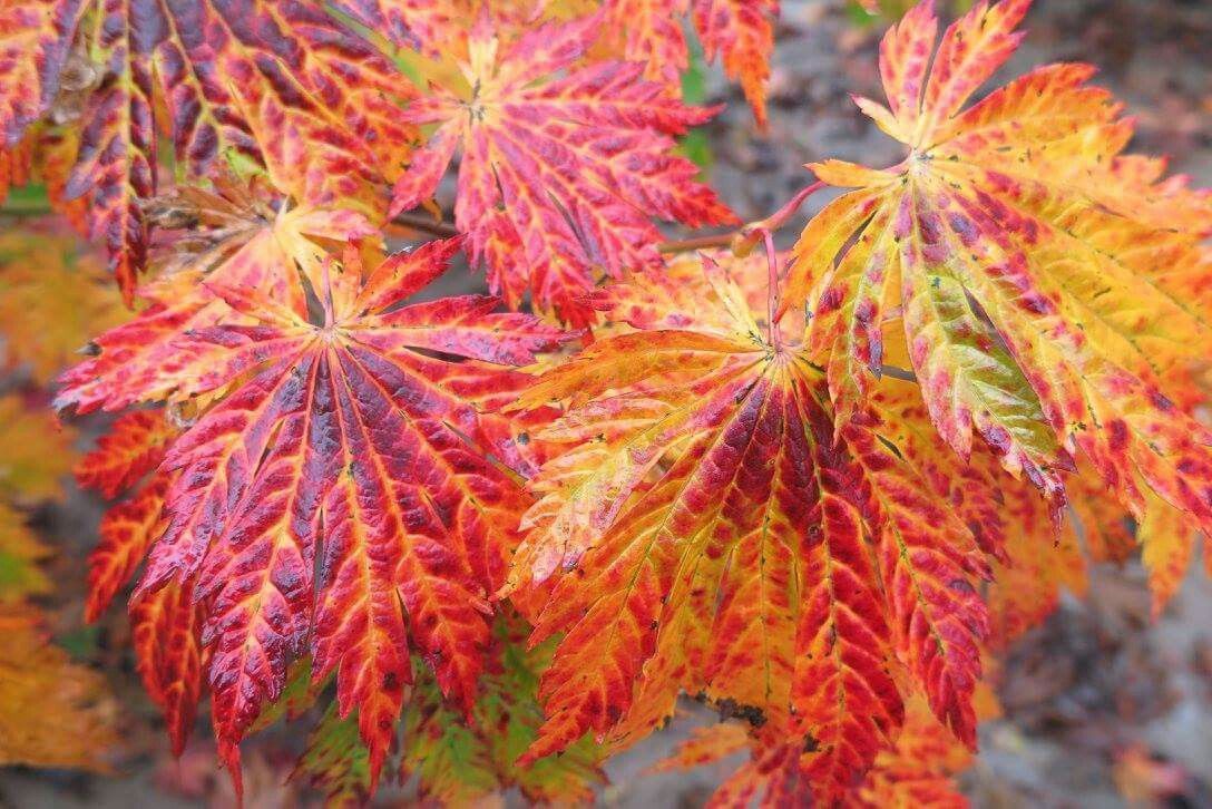 Fullmoon Japanese Maple