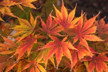 Japanese Maple "Fascination", Size: 10g
