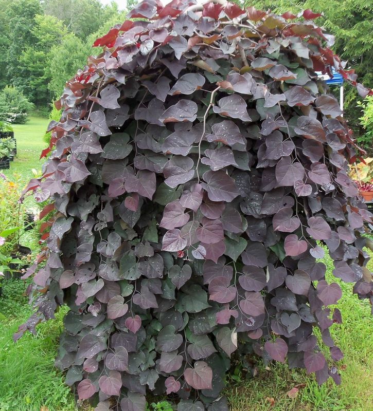 Eastern Redbud "Ruby Falls"