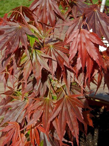 Japanese Maple "Beni Gasa"