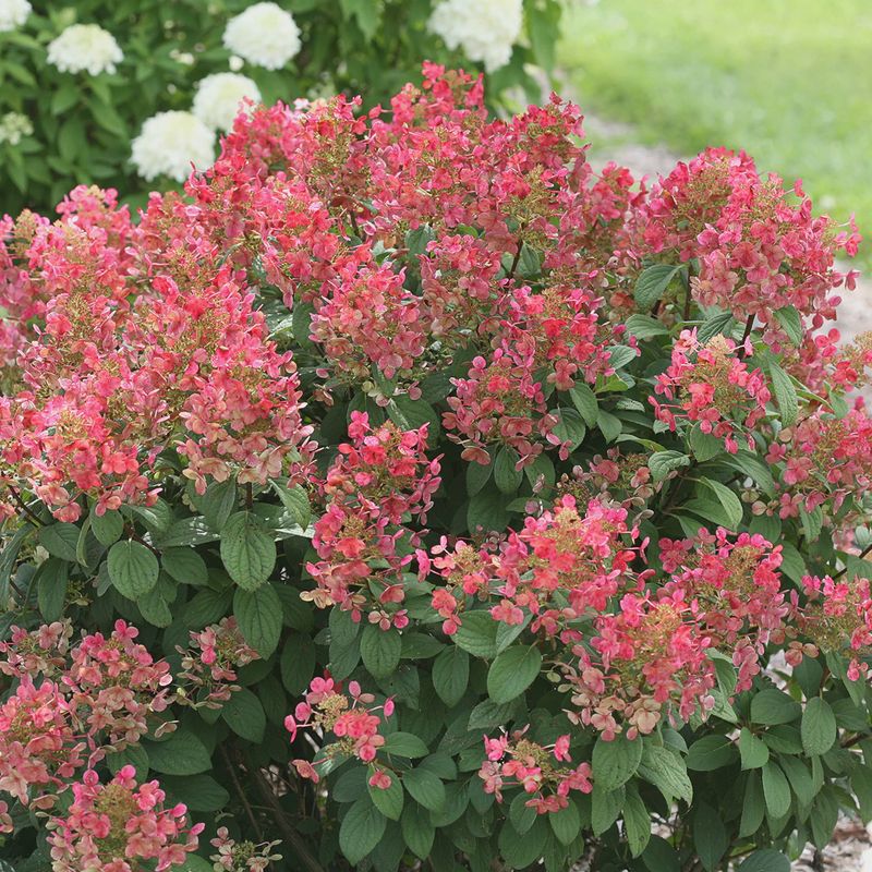 Panicle Hydrangea "Little Quick Fire"