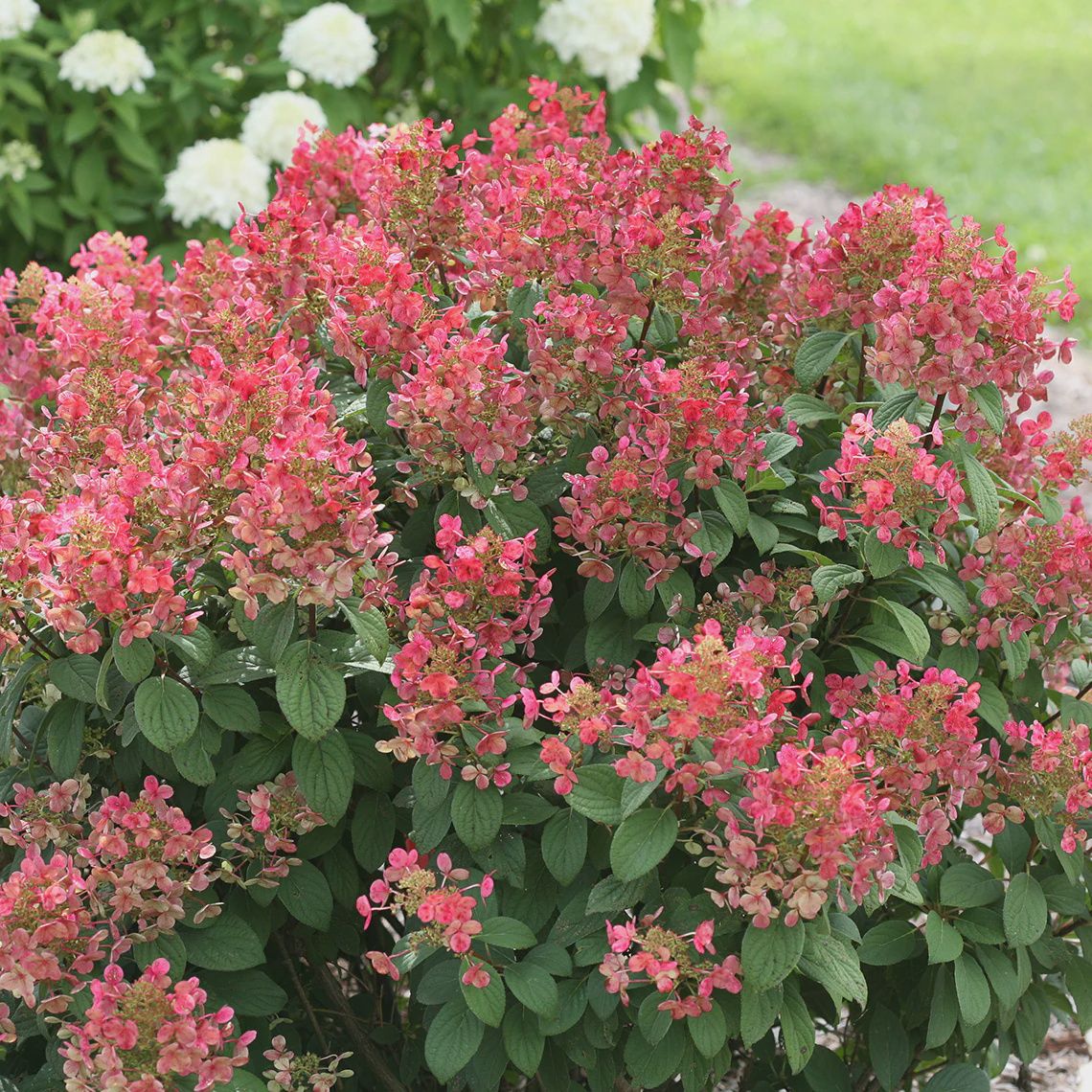 Panicle Hydrangea "Little Quick Fire", Size: 3g