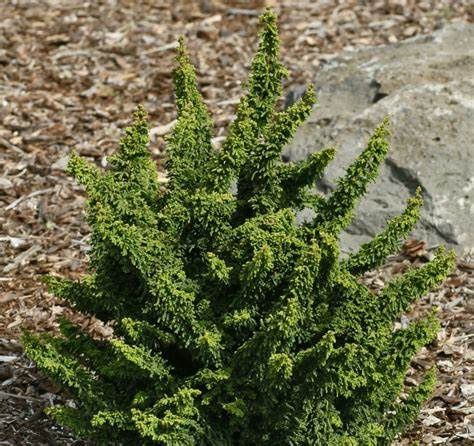 Hinoki Cypress "Chirimen"