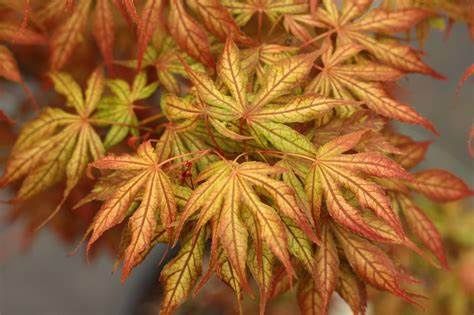 Japanese Maple "Elmwood"