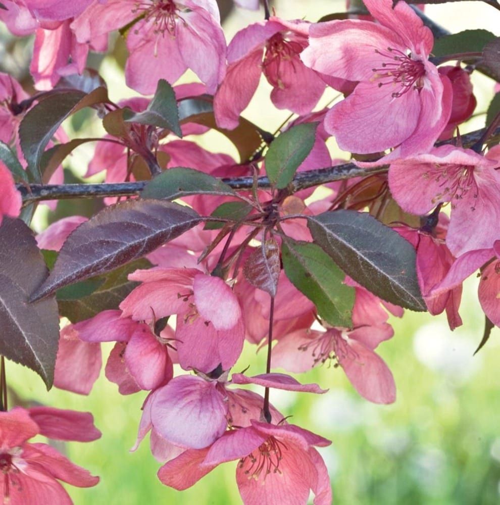 Crabapple "Perfect Purple", Size: 10g