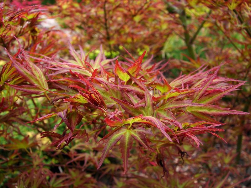 Japanese Maple "Kamagata"