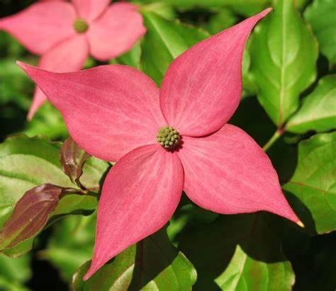 Flowering Dogwood Tree "Scarlet Fire", Size: 25g 1 1/4"