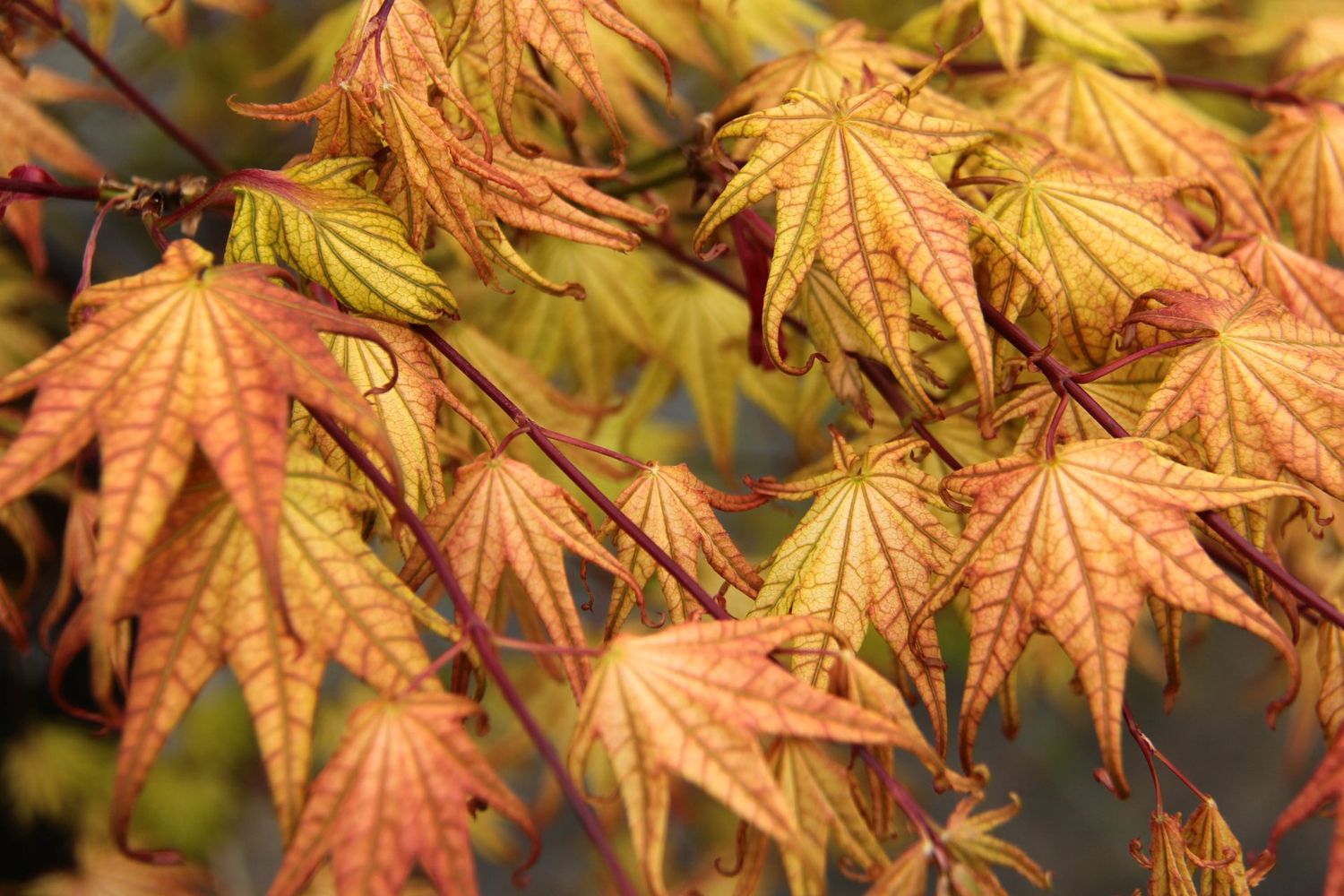 Japanese Maple "Peaches and Cream", Size: 7g