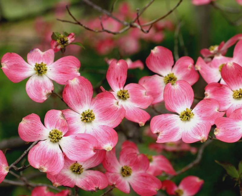 Native Flowering Dogwood "Cherokee Brave"
