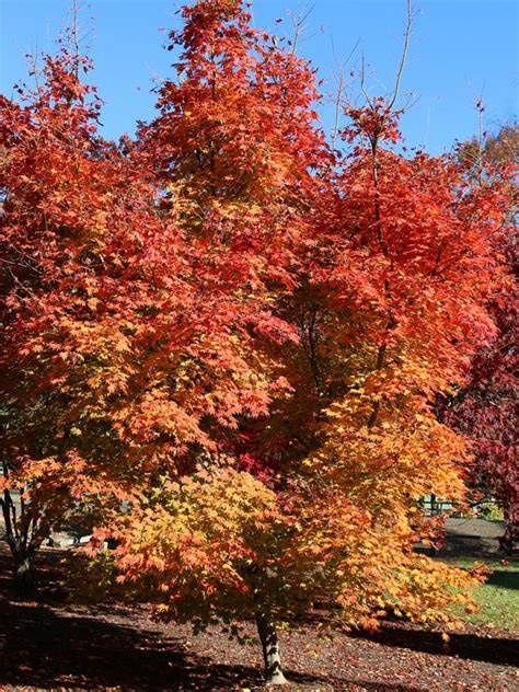 Korean Maple