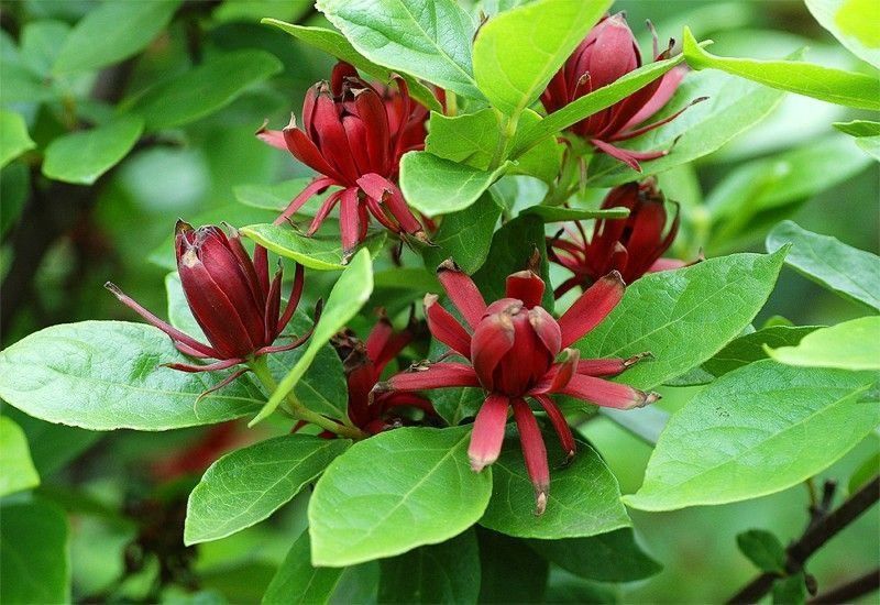Carolina Allspice
