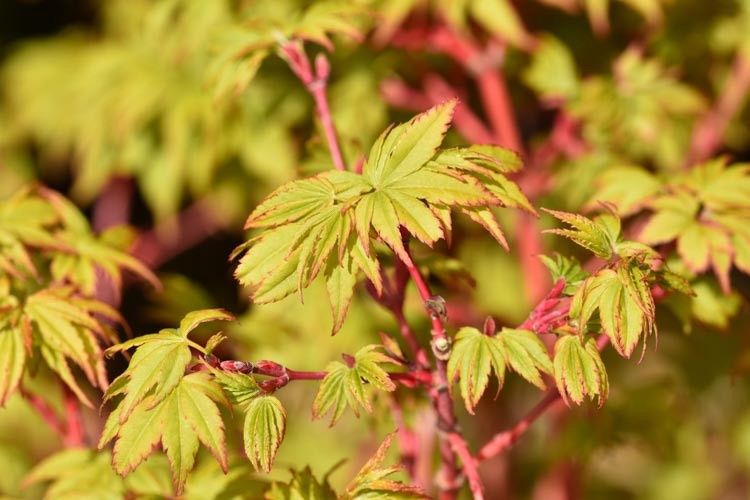 Japanese Maple "Winter Flame"