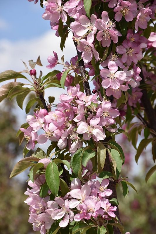 Crabapple "Emerald Spire"