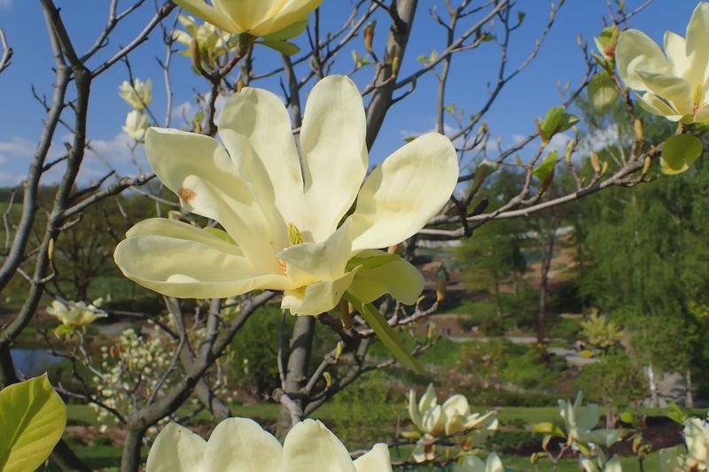 Magnolia "Elizabeth"