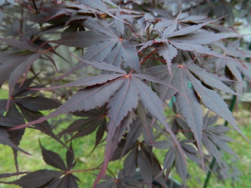 Japanese Maple "Peve Stanley"