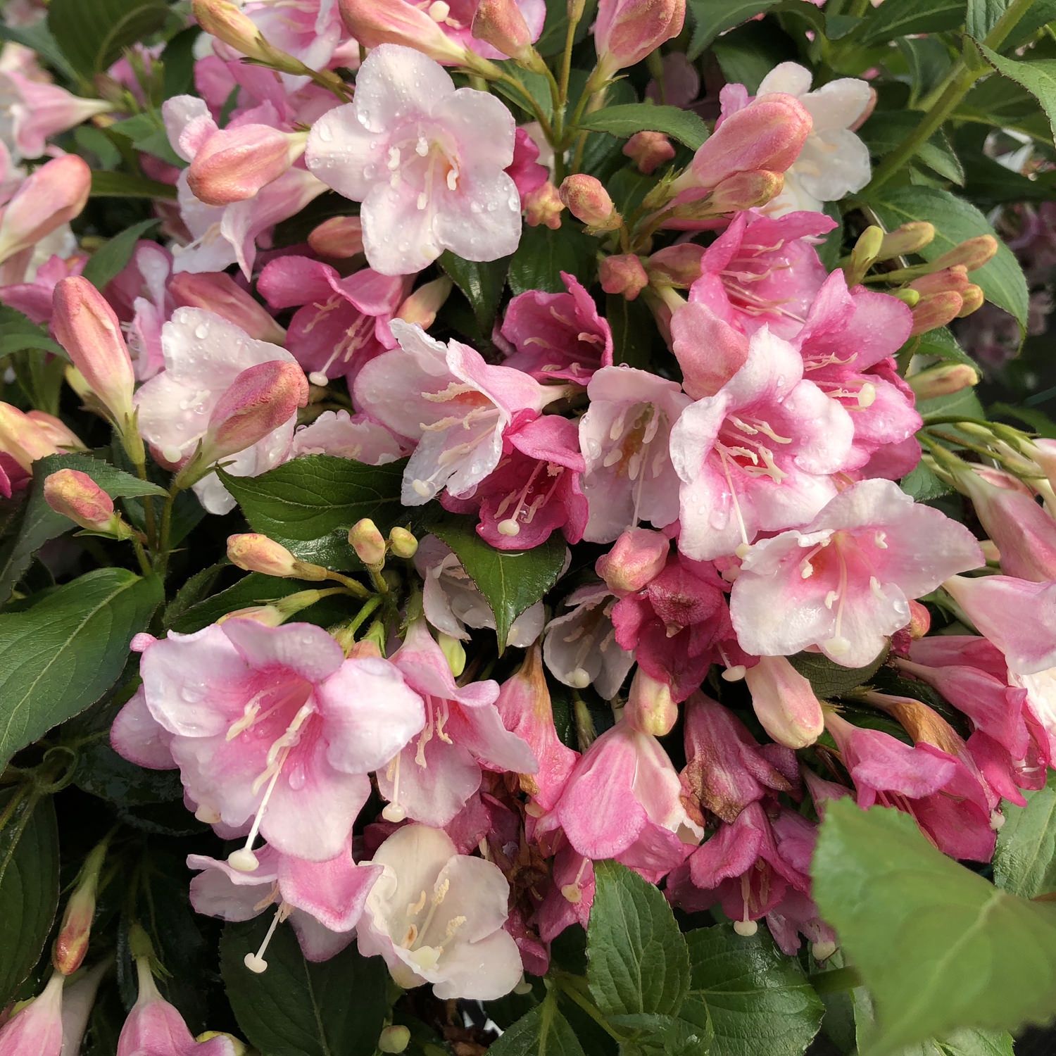 Weigela "Czechmark Trilogy", Size: 3g