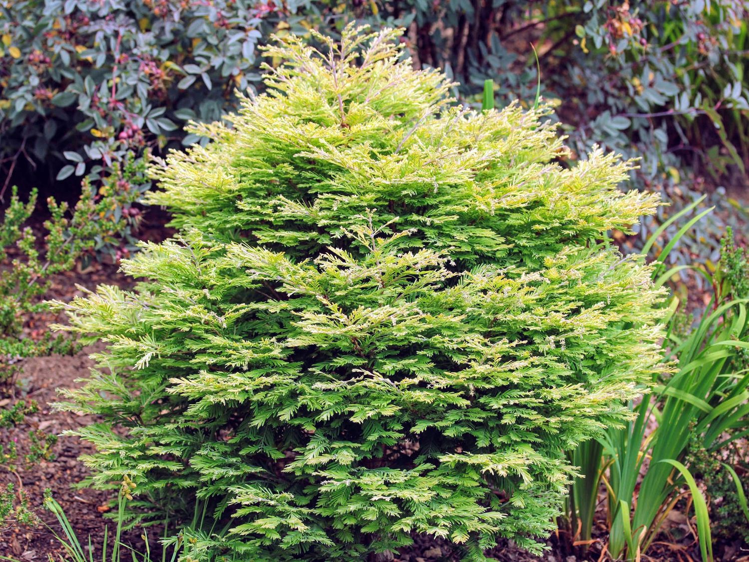 Dawn Redwood "North Light" Patio Tree