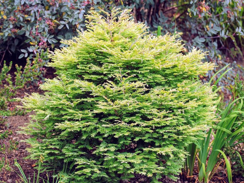 Dawn Redwood "North Light" Patio Tree