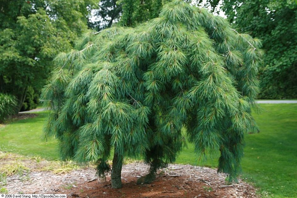 Weeping White Pine