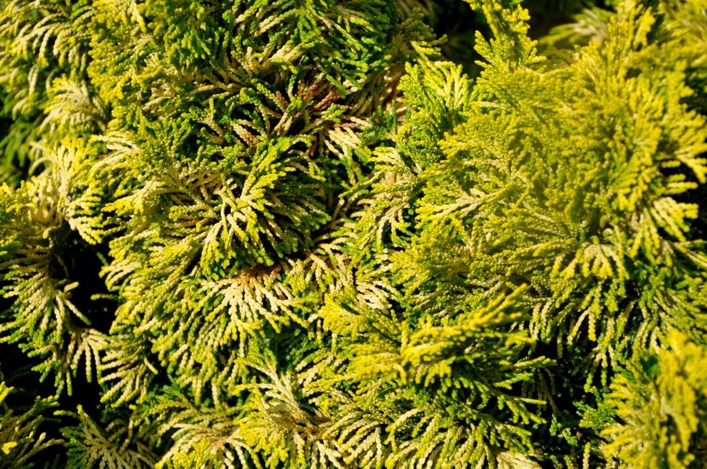 Hinoki Cypress "Verdoni"