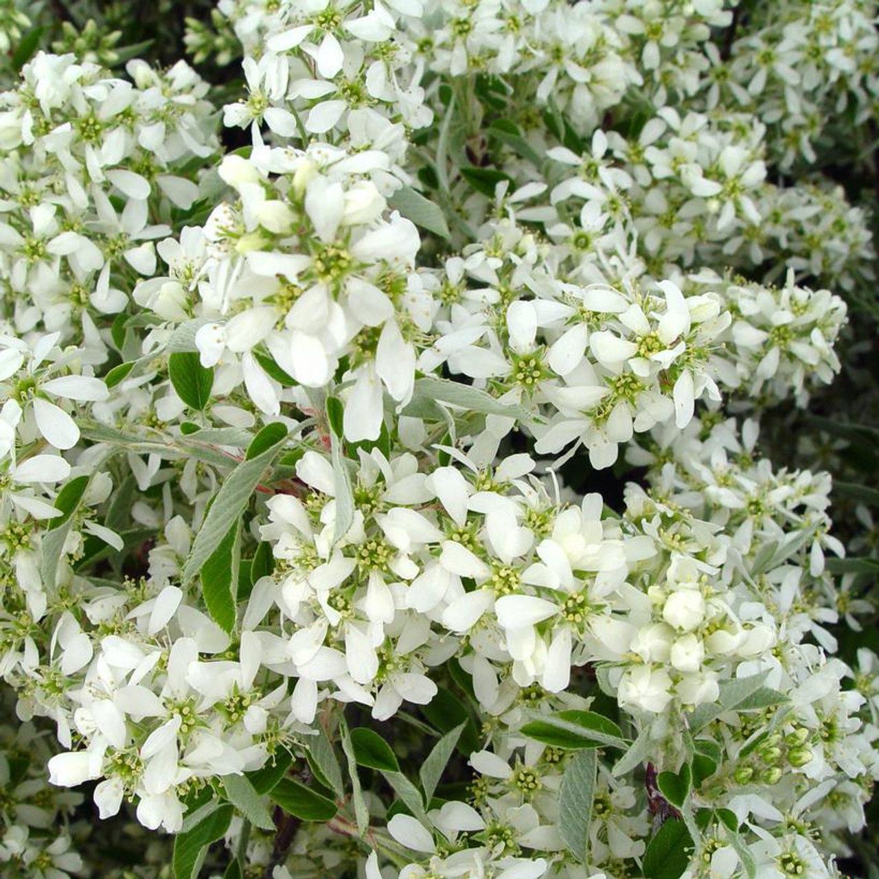 Serviceberry "Princess Diana"