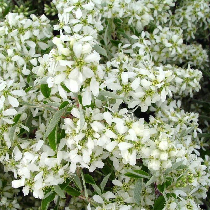 Serviceberry "Princess Diana"