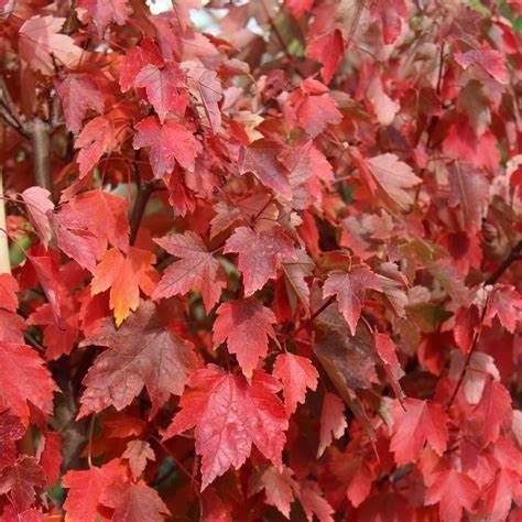 Red Maple "Sun Valley"