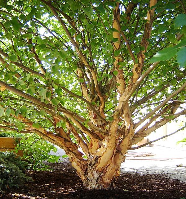 River Birch "Little King"