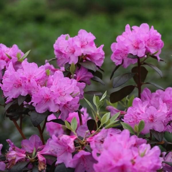Rhododendron "Black Hat"