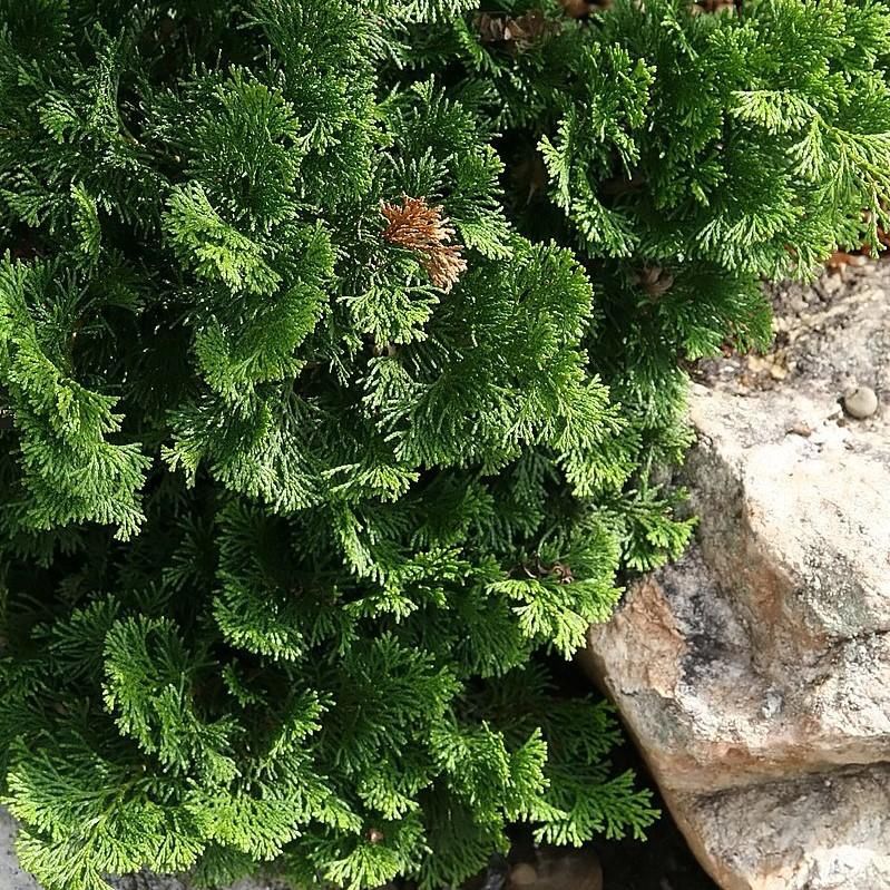 Hinoki Cypress