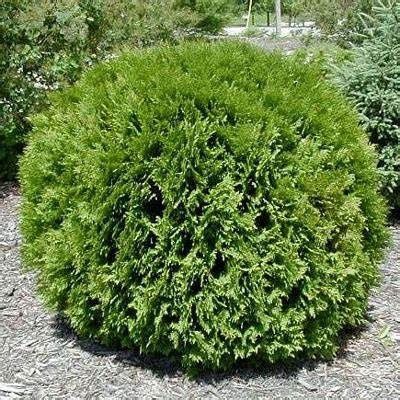 Arborvitae "Woodward Globe"