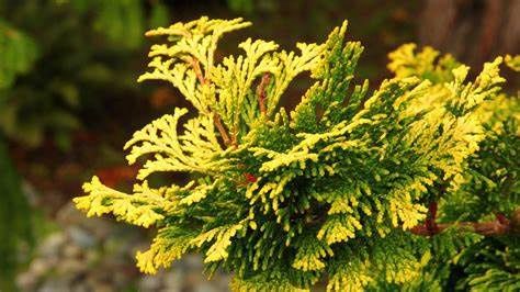 Hinoki Cypress "Golden Dwarf Hinoki (Nana Lutea)
