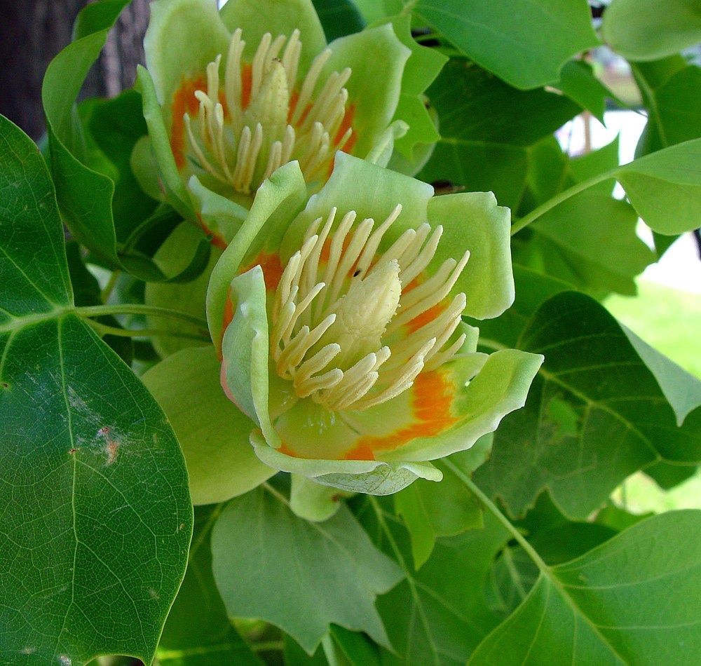 Tulip Poplar Tree, Size: 3g