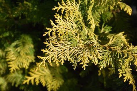 Hinoki Cypress "Goldilocks"