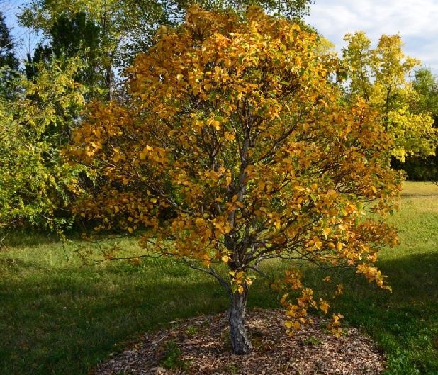 Birch "Cinnamon Curls"