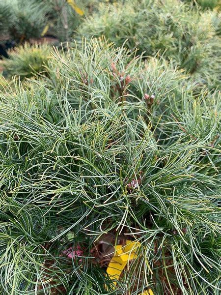 White Dwarf Pine "Squiggles"