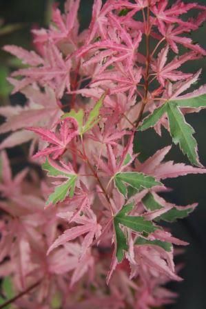 Japanese Maple "Kotobuki"