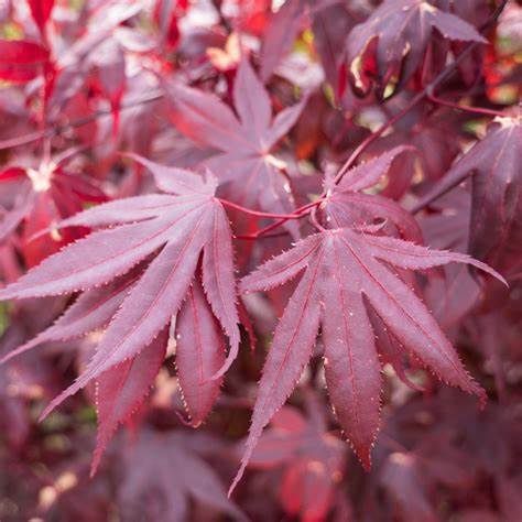 Japanese Maple "Bloodgood", Size: 15g