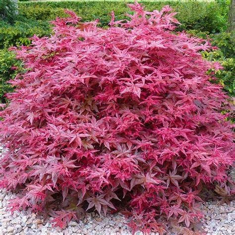 Japanese Maple "Beni Maiko"