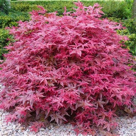 Japanese Maple "Beni Maiko"