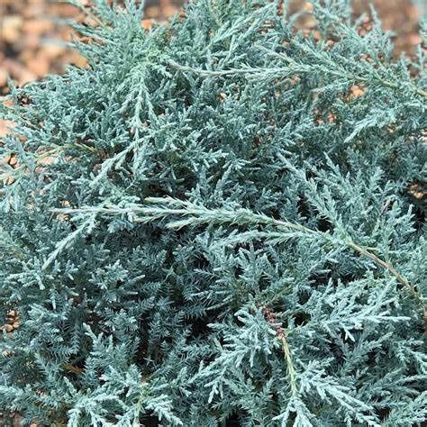 Chinese Juniper "Angelica Blue", Size: 2/3g