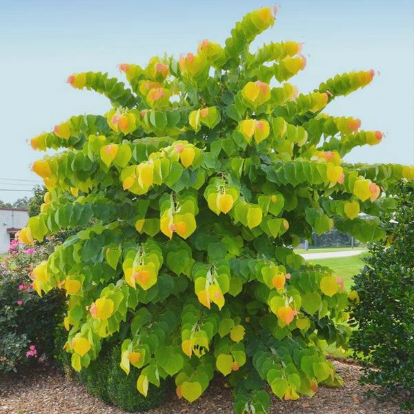Eastern Redbud "The Rising Sun", Size: 7g