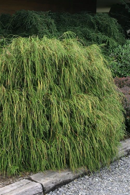 Arborvitae "Whipcord"