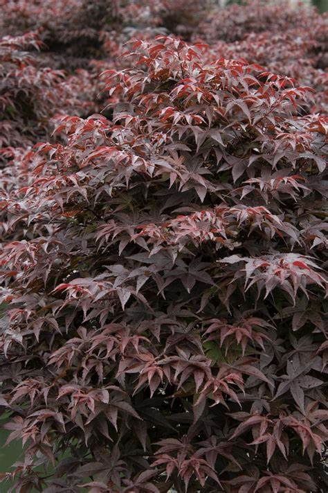 Japanese Maple "Rhode Island Red"