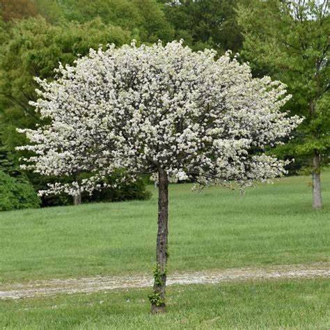 Crabapple "Lollipop"