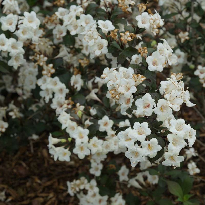 Weigela "Wine &amp; Spirits"