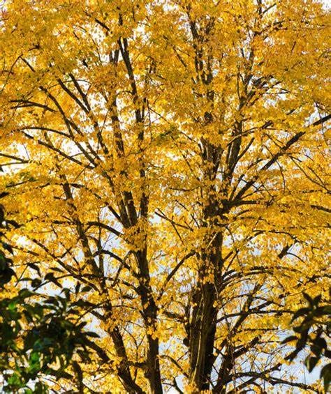 American Linden "Redmond", Size: 15g