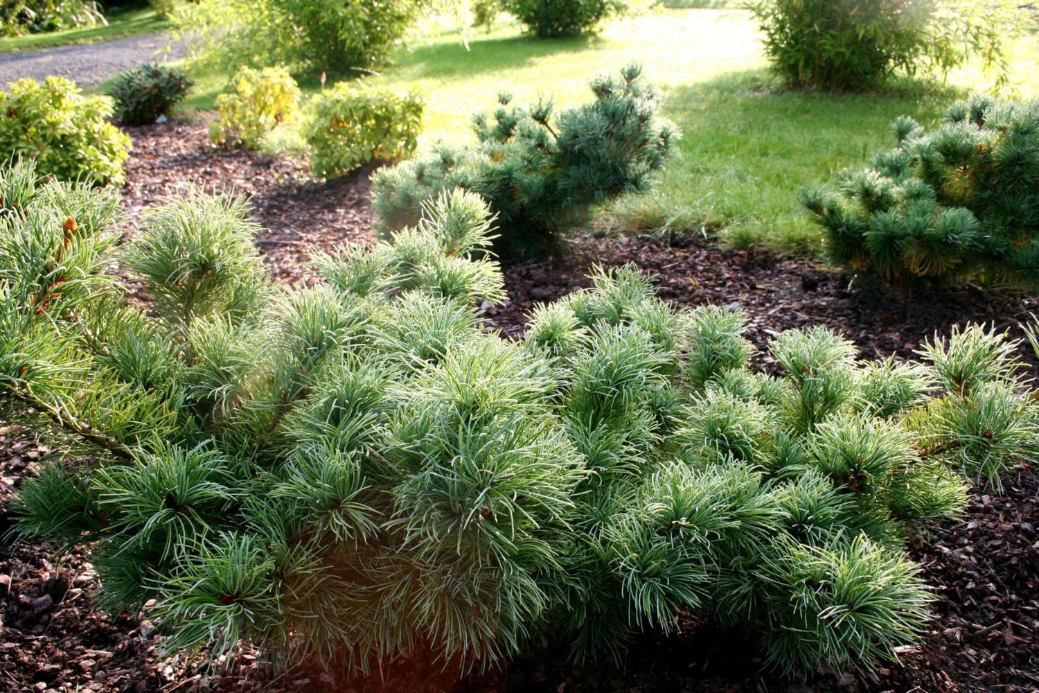 Japanese White Pine "Fukuzumi", Size: 15g