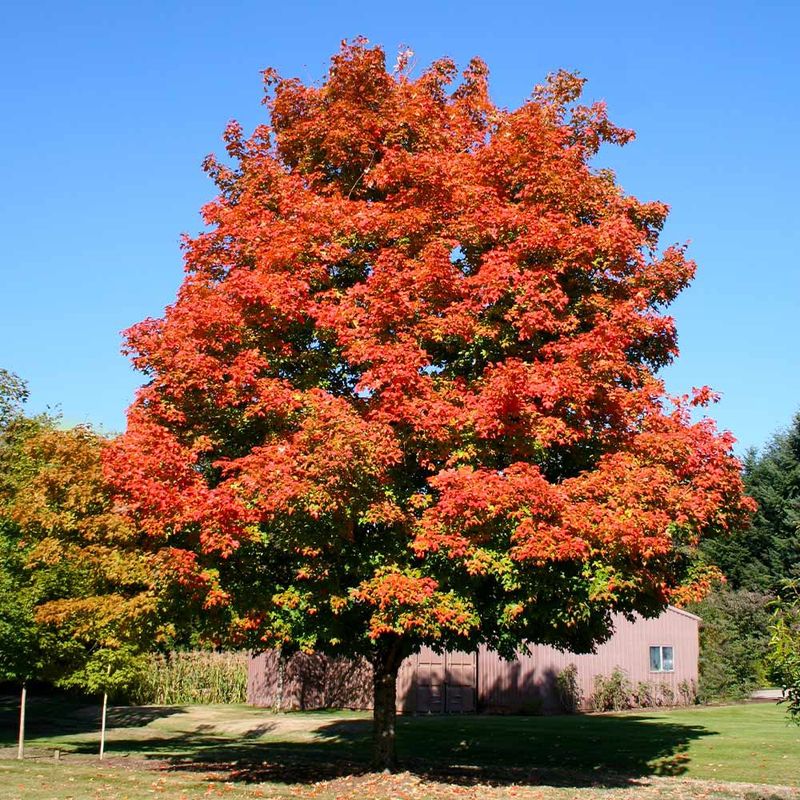 Sugar Maple "Green Mountain"
